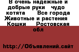 В очень надежные и добрые руки - чудо - котята!!! - Все города Животные и растения » Кошки   . Ростовская обл.